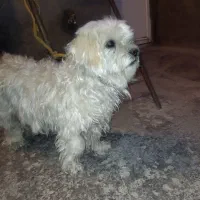 سگ پامر اشپیتز