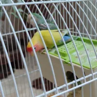 سه عدد بچه طوطی برزیلی یک ماهه