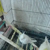 عروس هلندی آلبینو نر