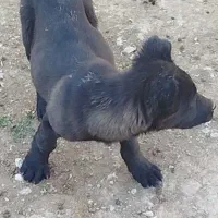 توله سه ماهه نر