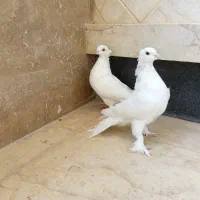 کبوتر