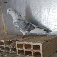 کفتر