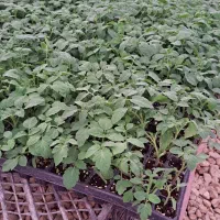 نشا گوجه برنتا دستی