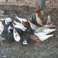 تعدادی کفتر بله پریده