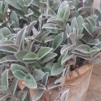 گل ساکولنت پرز دار  و انواع کاکتوس مقاوم وشاداب|گل و گیاه طبیعی|شیراز, تاچارا|دیوار