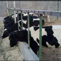 ۲راس گوساله نر هلشتاین