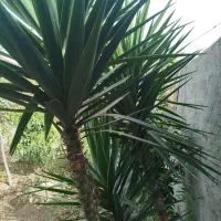 درختچه یوکا|گل و گیاه طبیعی|بندر ترکمن, |دیوار