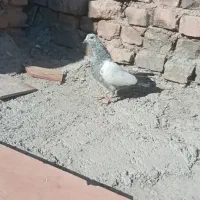 کفتر|پرنده|ایرانشهر, |دیوار