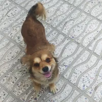 واگذاری سگ پاکوتاه باهوش حرف گوش کن