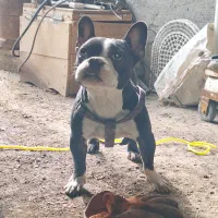 سگ بولداگ فرانسوی