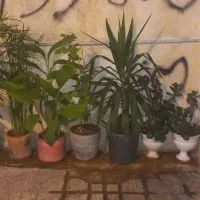 گل و گیاه