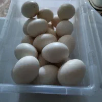 تخم مرغ عربی بسرط نطفه