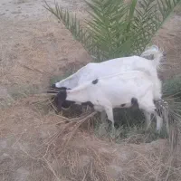 فروش بز جوان دوتا کهره نر