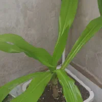 گل سوسن عنکبوتی