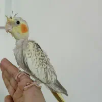 عروس هلندی