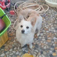 اشتپیز روباهی فروشی