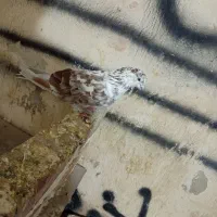 کبوتر|پرنده|نوشین شهر, |دیوار