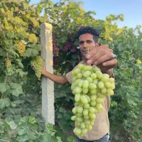 فروش بدون واسطه نهال|خدمات باغبانی و درختکاری|سردشت, |دیوار