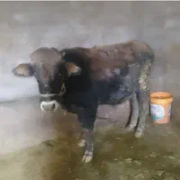 دو راس گاو نر|حیوانات مزرعه|ماهنشان, |دیوار