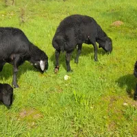 موسیمی