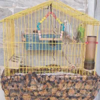 یک جفت مرغ عشق تخم گذار|پرنده|رشت, سلیمانداراب|دیوار