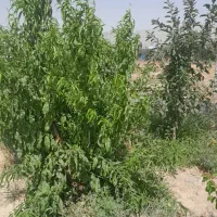 فروش و معاوضه زمین در لواسان افجه