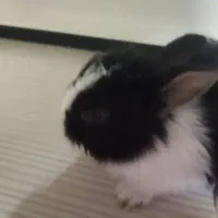 خرگوش|موش و خرگوش|تهران, جوادیه تهرانپارس|دیوار