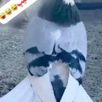 کبوتر گمشده