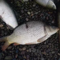 ماهی|ماهی|لنگرود, |دیوار