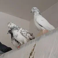 کبوتر|پرنده|سلماس, |دیوار