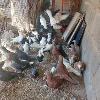 تعدادی کفتر پرشی ومسافتی از خوزستان آوردم محلات|پرنده|محلات, |دیوار