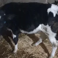 گاو شیری هلشتان|حیوانات مزرعه|اردبیل, |دیوار