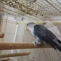 یک جفت کوتوله با سه عدد تخم