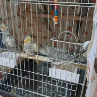 عروس هلندی|پرنده|نوشهر, |دیوار