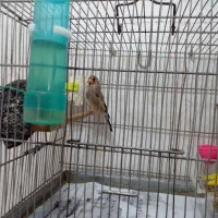 سهره نر بخون کرمانی سرمایی جفتی سهره|پرنده|رشت, حومه رشت|دیوار