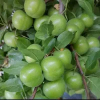 نهال گوجه سبز شهریاری|خدمات باغبانی و درختکاری|جهرم, |دیوار