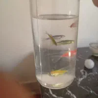 تلاریوم ویال