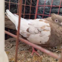 کفتر ماده سینه|پرنده|شیراز, قلعه نو|دیوار