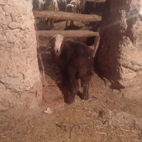 بره شیری سالم