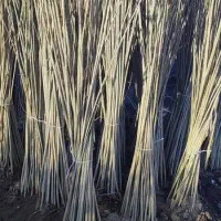 صنوبرتبریزی و...نیگرا