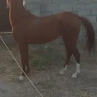 مادیان عرب مصری