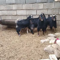 بزغاله شیری بره