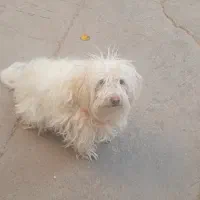 سگ پا کوتاه