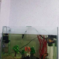 اکواریوم|ماهی|ایلام, |دیوار