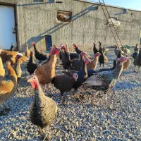 40عدد بوقلمون نر و ماده