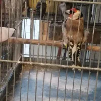 سهره نر|پرنده|فردیس, فردیس|دیوار