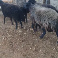 قوچ بره قوچ|حیوانات مزرعه|خمینیشهر, |دیوار