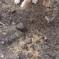 سگ اصل سرابی|سگ|عباسآباد, |دیوار