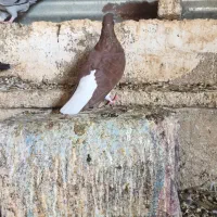 پرنده خوشرنگ سرخ