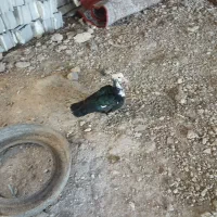 اردک ماده اسرائیلی